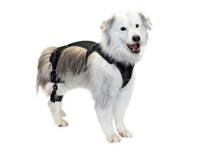 © vetal | Orthopädietechnik für Tiere by Albrecht GmbH