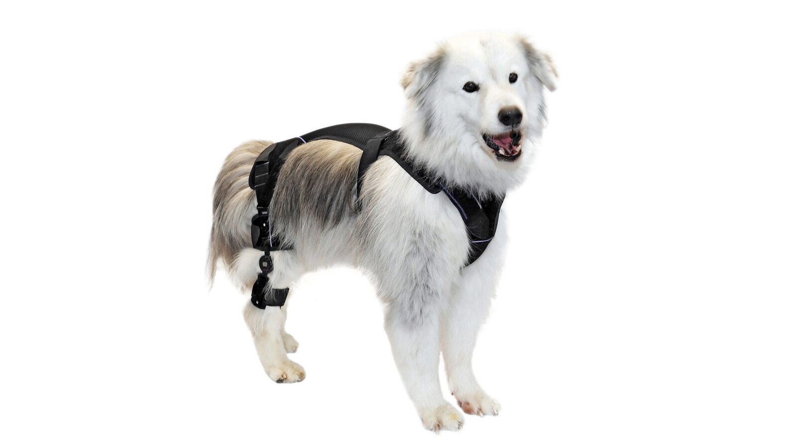 © vetal | Orthopädietechnik für Tiere by Albrecht GmbH